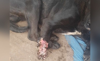 Imagen de la nota: Hinojo: Un perro apareció sin una pata y piden colaboración para solventar su curación