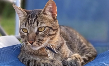 Imagen de la nota: Buscan a un gato que se perdió el viernes pasado