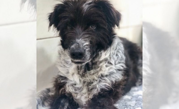 Imagen de la nota: Bandido, el perrito rescatado del penal con la boca fracturada, busca una familia que lo adopte