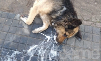 Imagen de la nota: Imágenes sensibles: perros envenenados en Sierra Chica