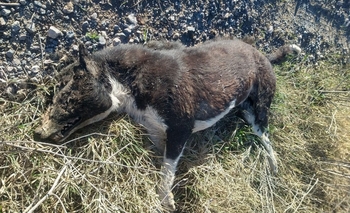 Este domingo encontraron a otro perro envenenado en Sierra Chica Imagen de la nota: Este domingo encontraron a otro perro envenenado en Sierra Chica