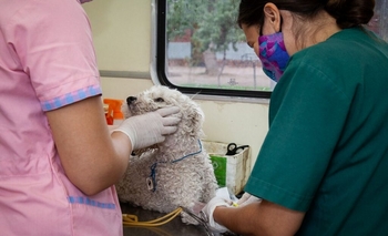 Imagen de la nota: Impulsan una guardia veterinaria municipal en Olavarría