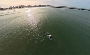 Imagen de la nota: Inició la temporada de avistaje de ballenas en Necochea