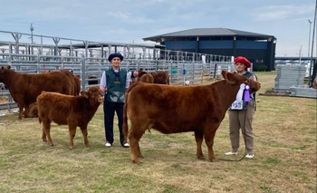 Imagen de la nota: “Sonrisa”, la vaca preparada por estudiantes que se destacó en la Expo Limangus 