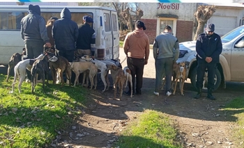 Imagen de la nota: Seis hombres sancionados por caza furtiva con 16 galgos