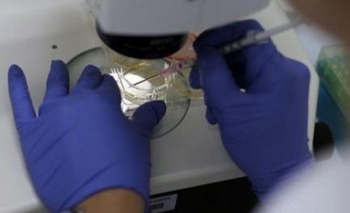 Imagen de la nota: La provincia investiga como regenerar órganos con células madre