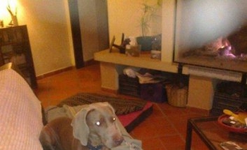Imagen de la nota: Perra Weimaraner extraviada en Parque Arano