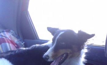 Imagen de la nota: Perra en adopción