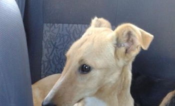 Imagen de la nota: Da amor, busca una familia