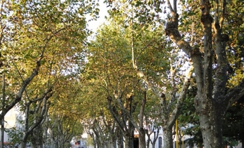 Imagen de la nota: 1560 nuevos árboles en Olavarría, comenzó la plantación