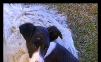 Imagen de la nota: Una cachorra abandonada, busca hogar