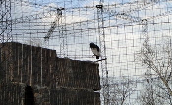 Imagen de la nota: Encuentran muertos a la leona africana y un cóndor andino en 