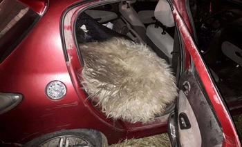 Imagen de la nota: Escapaban con tres ovejas en el auto y se despistaron 