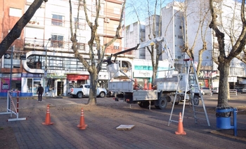 Contra los tordos: comenzaron poda de árboles Imagen de la nota: Contra los tordos: comenzaron poda de árboles