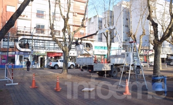 Imagen de la nota: Contra los tordos: comenzaron poda de árboles