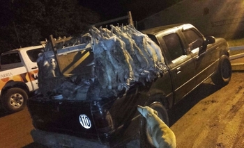 Imagen de la nota: Secuestran más de 160 liebres europeas en Ruta 226