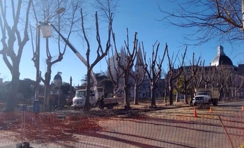 Podarán los árboles para evitar la invasión de tordos Imagen de la nota: Podarán los árboles para evitar la invasión de tordos
