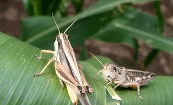 Imagen de la nota: Se realizará una jornada sobre control de Plagas en Olavarría