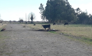Imagen de la nota: Infracción por dejar animales sueltos en la vía pública
