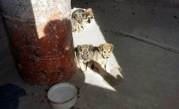 Imagen de la nota: Dan cinco cachorros en adopción