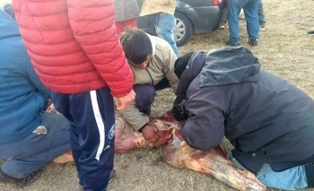 Imagen de la nota: Volcó un camión con medias reses y los vecinos lo saquearon