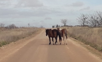 Imagen de la nota: Infracción por dejar caballos sueltos en la vía pública