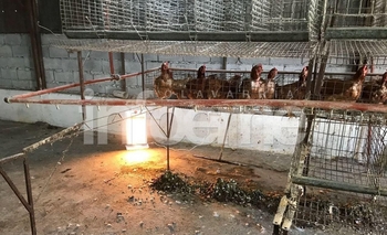 Imagen de la nota: Roban gallinas, huevos y conejos en la Escuela Agraria 