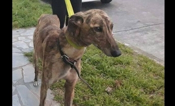 “Simón” sufrió maltrato y ahora busca una familia que lo adopte Imagen de la nota: “Simón” sufrió maltrato y ahora busca una familia que lo adopte