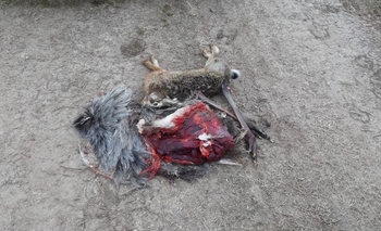 Imagen de la nota: Infraccionaron a galgueros por caza furtiva