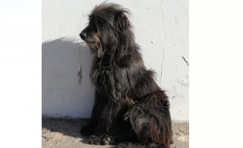 Su familia la abandonó y ahora le buscan un nuevo hogar Imagen de la nota: Su familia la abandonó y ahora le buscan un nuevo hogar