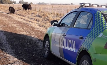 Imagen de la nota: Animales sueltos: Dos personas infraccionadas