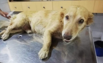 Imagen de la nota: “Te vi, te morías” pero la fe y el amor lo pudieron todo