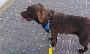 Imagen de la nota: Encontraron una perra en pleno centro y buscan a sus dueños