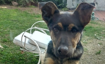 “Suri” en adopción responsable Imagen de la nota: “Suri” en adopción responsable