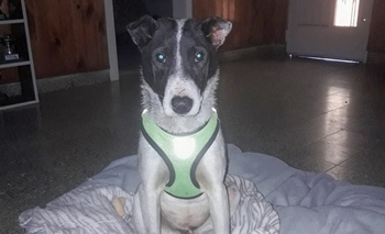 “Spoty” busca una familia: tiene 6 meses y está castrado Imagen de la nota: “Spoty” busca una familia: tiene 6 meses y está castrado