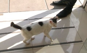 Imagen de la nota: Se encontró una gatita en microcentro