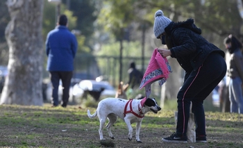 Imagen de la nota: Qué cosas debe hacer el dueño de una mascota