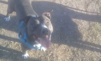 Imagen de la nota: Se perdió Malevo: ofrecen recompensa