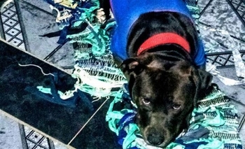 Imagen de la nota: Defienden al pitbull: 