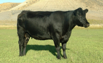 Imagen de la nota: Buscan al dueño de una vaca tuerta y sin dientes