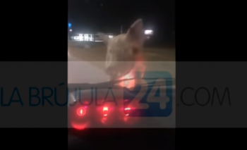 Apareció un chancho y se le subió al capot del auto Imagen de la nota: Apareció un chancho y se le subió al capot del auto