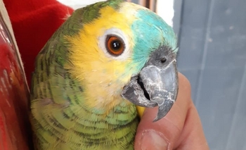 Imagen de la nota: Vecino olavarriense busca al dueño de un loro perdido