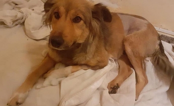 Imagen de la nota: Buscan una familia para Bonita