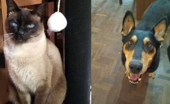 Imagen de la nota: Mascotas perdidas: buscan a Toto y Romeo