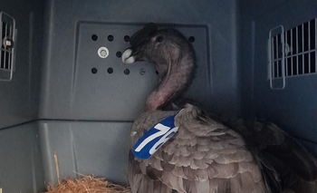 Imagen de la nota: El cóndor Lihuén partió viaje para su liberación