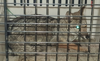 Imagen de la nota: Apareció un zorro en el centro de Olavarría