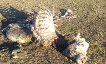 Faenaron una vaquillona: es el octavo abigeo en el año Imagen de la nota: Faenaron una vaquillona: es el octavo abigeo en el año