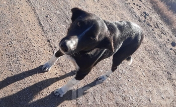 Imagen de la nota: Buscan adopción para un perrito: “Lo abandonaron en este lugar”