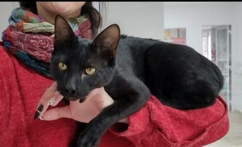 Imagen de la nota: Desesperada búsqueda de Batman en el barrio Pueblo Nuevo