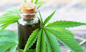 Imagen de la nota: Se habilitó la compra de semillas de Cannabis